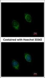 BMP-4 Polyclonal Antibody