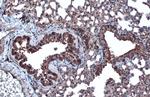 BMP-4 Antibody in Immunohistochemistry (Paraffin) (IHC (P))