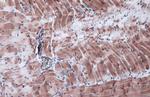 BMP-4 Antibody in Immunohistochemistry (Paraffin) (IHC (P))