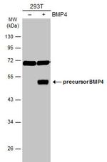 BMP-4 Antibody in Western Blot (WB)