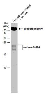 BMP-4 Antibody in Western Blot (WB)