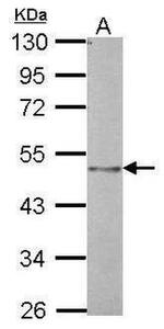 BMP-4 Antibody in Western Blot (WB)