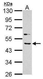 BMP-4 Antibody in Western Blot (WB)