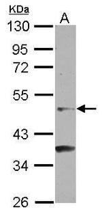 GCNF Polyclonal Antibody