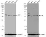 Crk Antibody in Western Blot (WB)