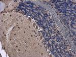 FGF13 Antibody in Immunohistochemistry (Paraffin) (IHC (P))