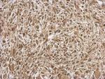 FGF13 Antibody in Immunohistochemistry (Paraffin) (IHC (P))