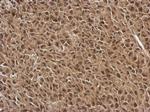 FGF13 Antibody in Immunohistochemistry (Paraffin) (IHC (P))