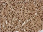 FGF13 Antibody in Immunohistochemistry (Paraffin) (IHC (P))
