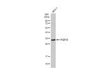 FGF13 Antibody in Western Blot (WB)