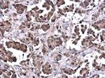 PTEN Antibody in Immunohistochemistry (Paraffin) (IHC (P))
