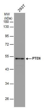 PTEN Antibody in Western Blot (WB)