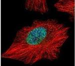 PTEN Antibody in Immunocytochemistry (ICC/IF)
