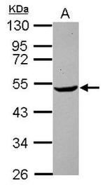 PTEN Antibody in Western Blot (WB)
