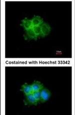 SHC Antibody in Immunocytochemistry (ICC/IF)