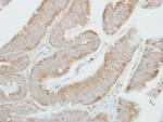 SHC Antibody in Immunohistochemistry (Paraffin) (IHC (P))