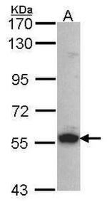 SHC Antibody in Western Blot (WB)