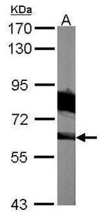 SHC Antibody in Western Blot (WB)