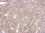 SHP2 Polyclonal Antibody