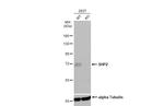 SHP2 Antibody in Western Blot (WB)