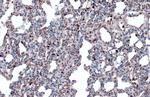 Annexin A1 Antibody in Immunohistochemistry (Paraffin) (IHC (P))