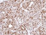 Annexin A1 Antibody in Immunohistochemistry (Paraffin) (IHC (P))