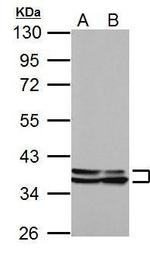 Annexin A1 Antibody in Western Blot (WB)