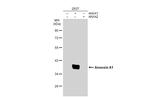 Annexin A1 Antibody in Western Blot (WB)