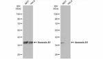 Annexin A1 Antibody in Western Blot (WB)