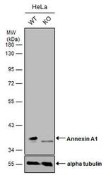 Annexin A1 Antibody