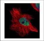 WRN Polyclonal Antibody