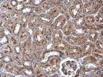 WNT4 Antibody in Immunohistochemistry (Paraffin) (IHC (P))