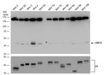 WNT4 Antibody in Western Blot (WB)