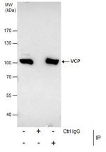 VCP Antibody in Immunoprecipitation (IP)