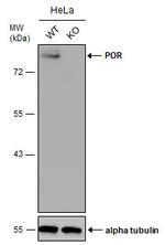 Cytochrome P450 Reductase Antibody in Western Blot (WB)