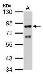 Cytochrome P450 Reductase Antibody in Western Blot (WB)