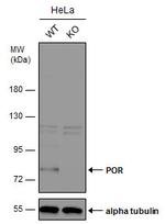 Cytochrome P450 Reductase Antibody in Western Blot (WB)