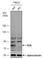 Cytochrome P450 Reductase Antibody in Western Blot (WB)