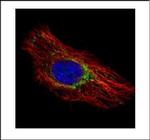 Prohibitin Polyclonal Antibody