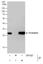Prohibitin Antibody in Immunoprecipitation (IP)
