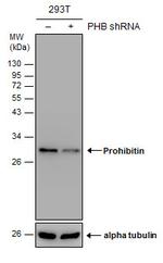 Prohibitin Antibody in Western Blot (WB)