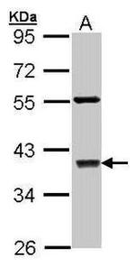 c-Jun Antibody in Western Blot (WB)