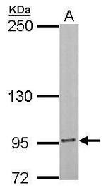 INSR Antibody in Western Blot (WB)