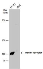 INSR Antibody in Western Blot (WB)