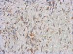 IKK gamma Antibody in Immunohistochemistry (Paraffin) (IHC (P))