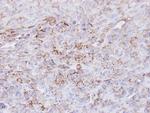 CD73 Antibody in Immunohistochemistry (Paraffin) (IHC (P))