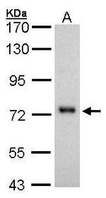 CD73 Antibody in Western Blot (WB)