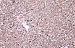 HMOX1 Antibody in Immunohistochemistry (Paraffin) (IHC (P))