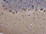 MIF Antibody in Immunohistochemistry (Paraffin) (IHC (P))