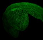 MEF2A Antibody in Immunohistochemistry - Free Floating (IHC (Free))